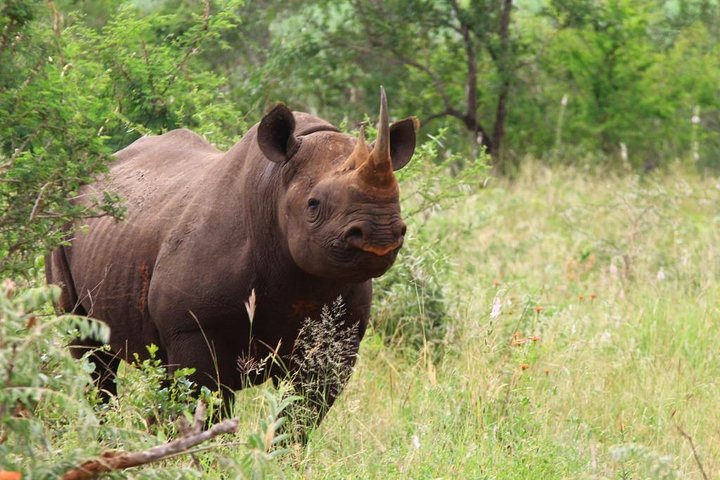 5 day 4 night Mpumalanga Kruger Safari tour - Photo 1 of 16